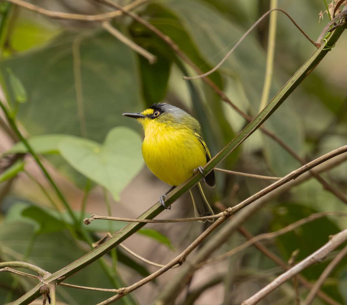 Gray-headed Tody-Flycatcher - ML643694635