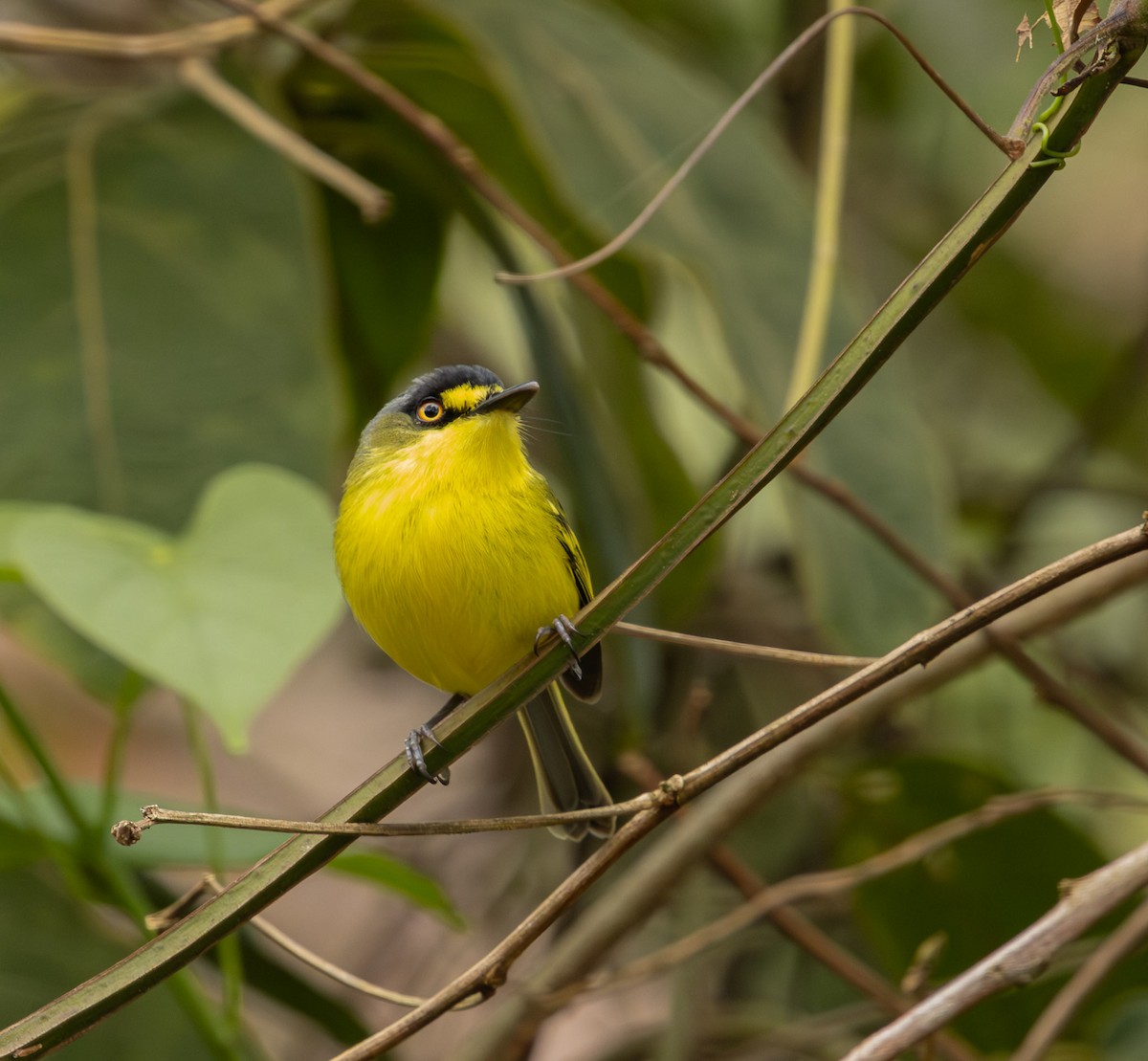 Gray-headed Tody-Flycatcher - ML643694636