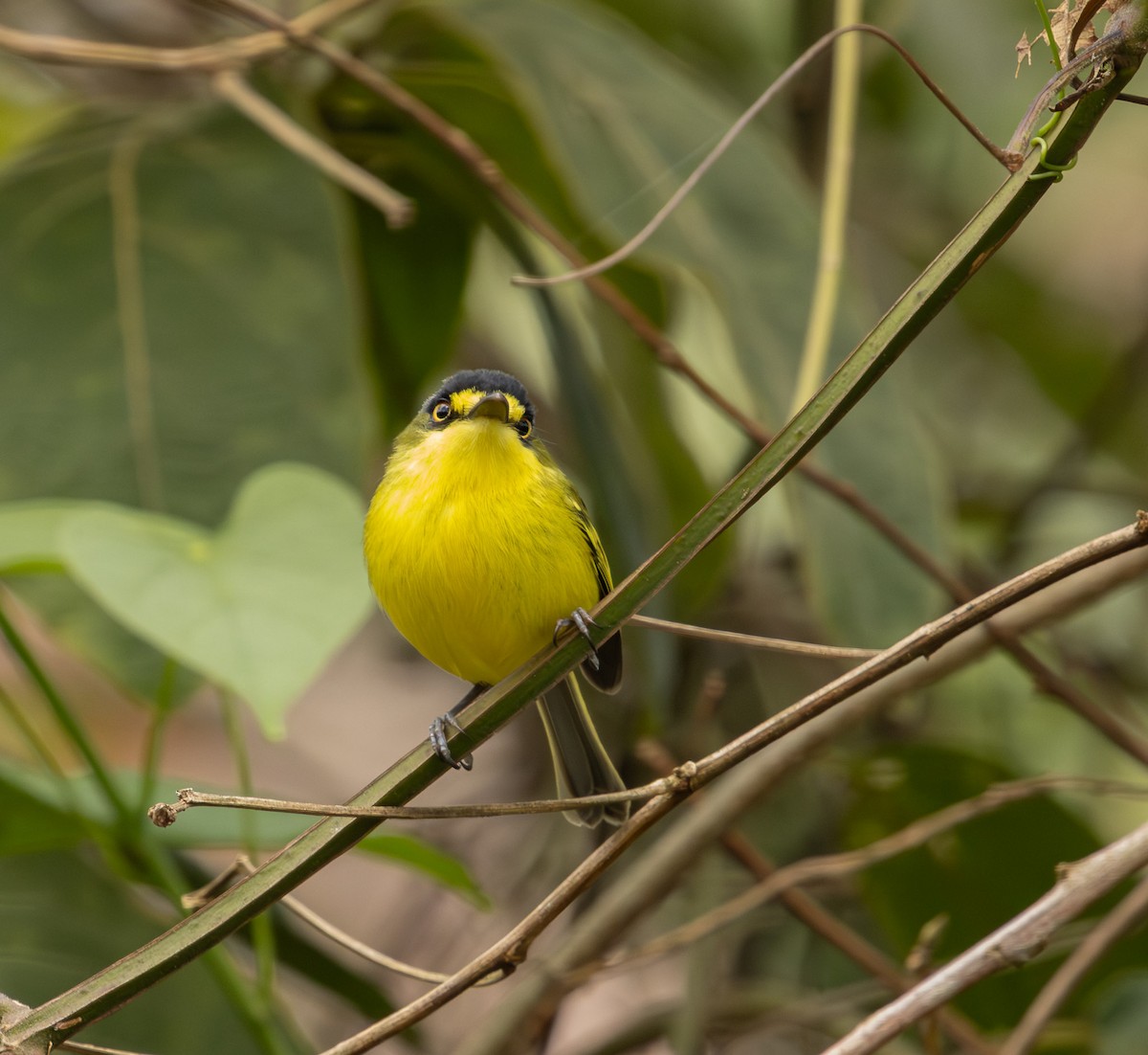 Gray-headed Tody-Flycatcher - ML643694637