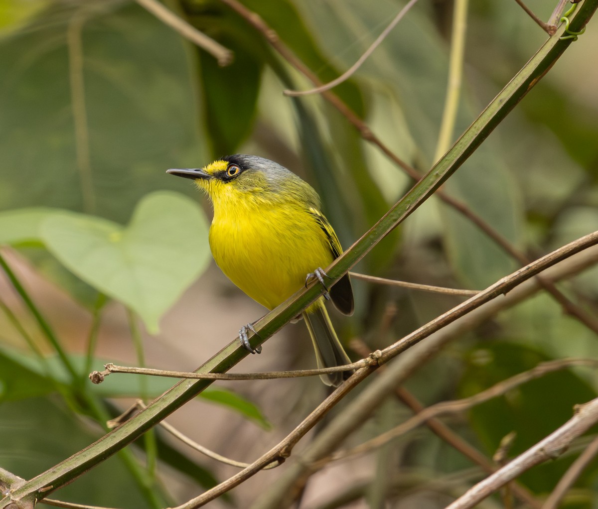 Gray-headed Tody-Flycatcher - ML643694638