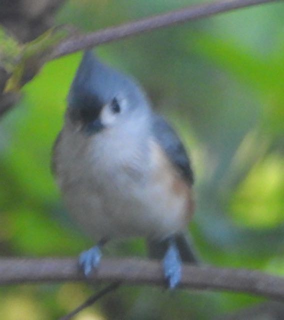 Tufted Titmouse - ML643694658