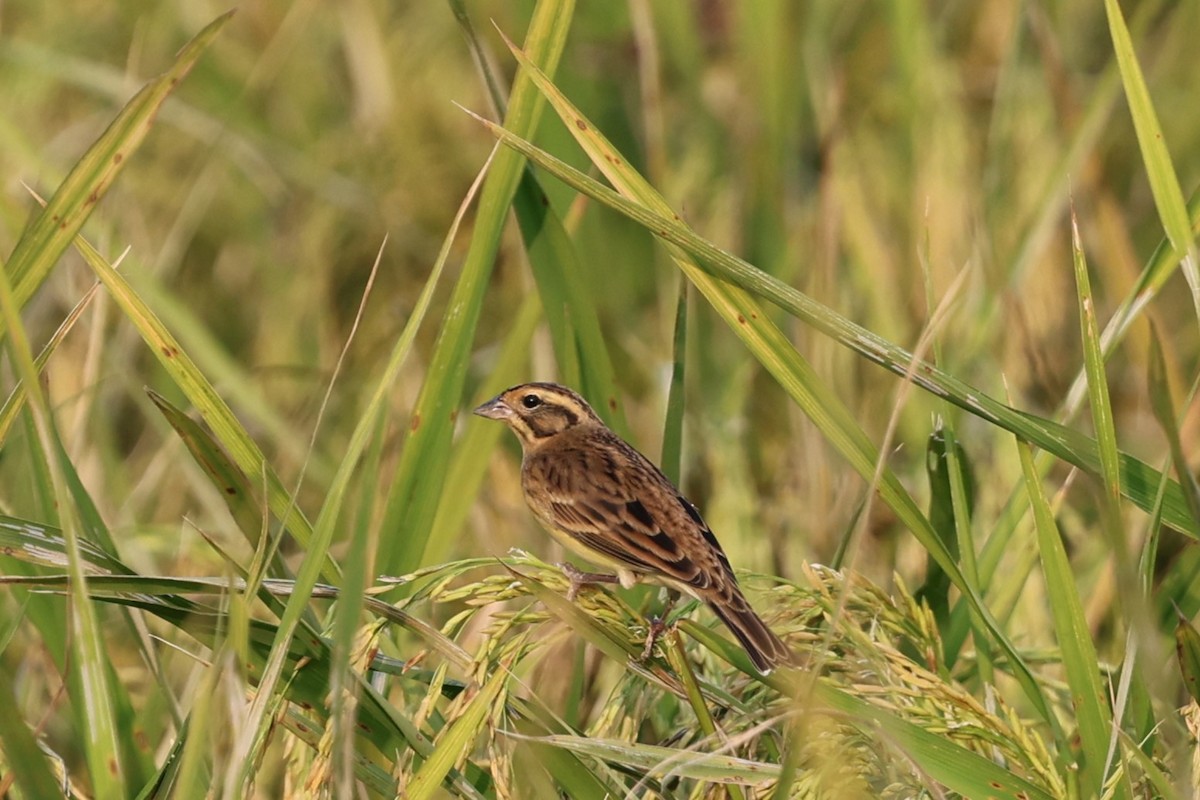 Yellow-breasted Bunting - ML643694660
