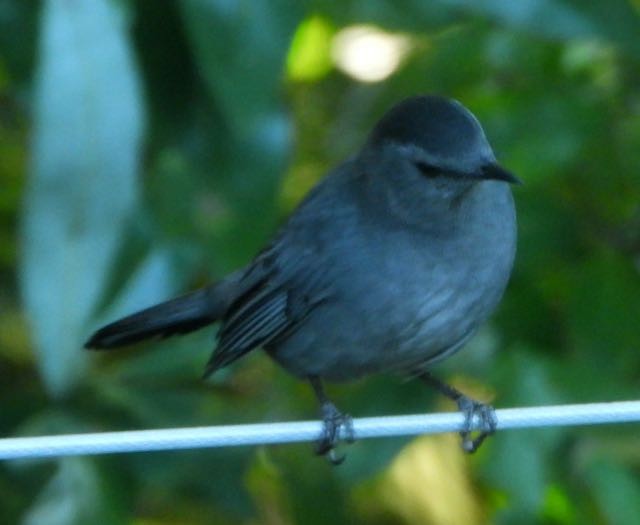 Gray Catbird - ML643694669