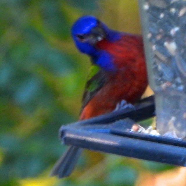 Painted Bunting - ML643694678