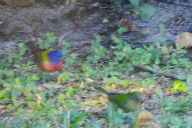 Painted Bunting - ML643694680