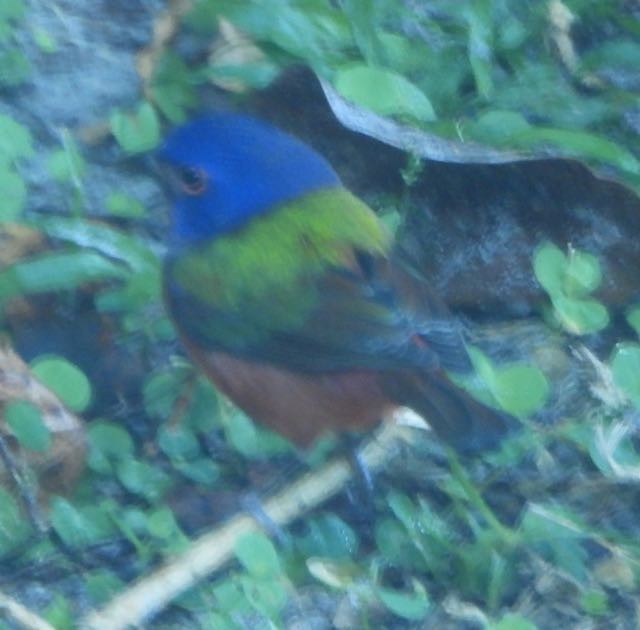Painted Bunting - ML643694681