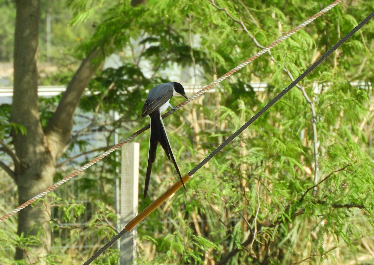Fork-tailed Flycatcher - ML643694693