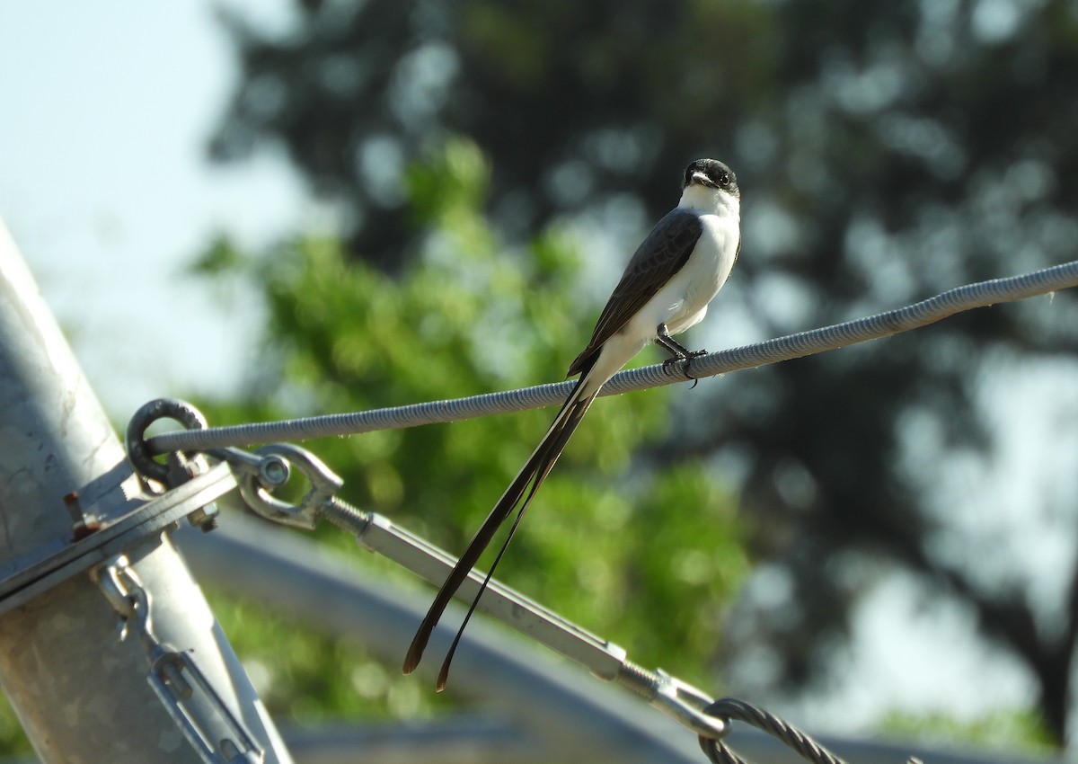 Fork-tailed Flycatcher - ML643694695