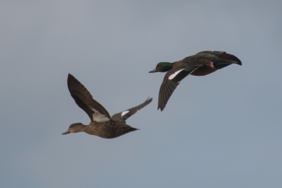 Australian Shelduck - ML643694697