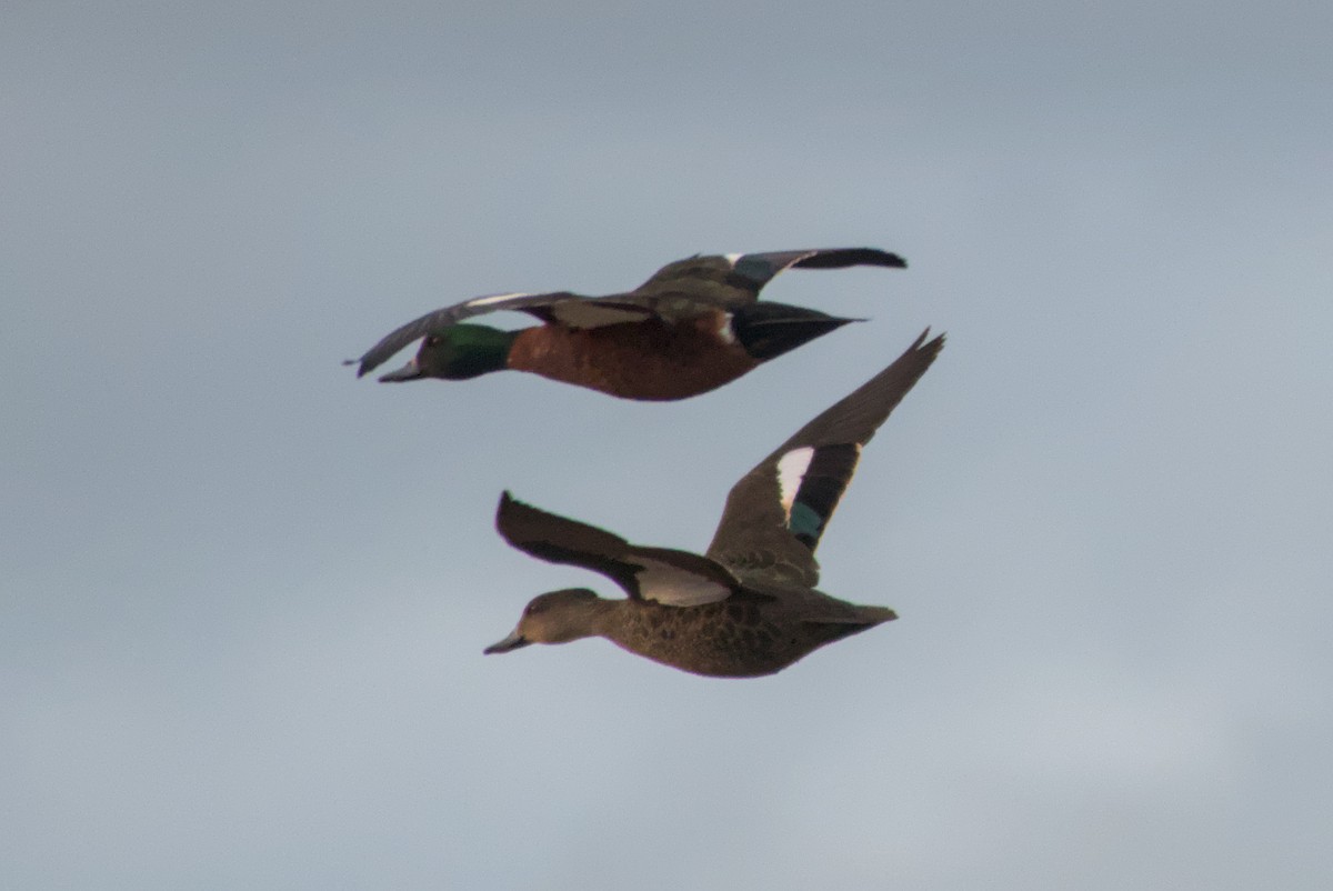 Australian Shelduck - ML643694698