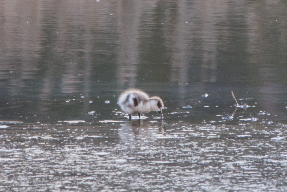 Australian Shelduck - ML643694699