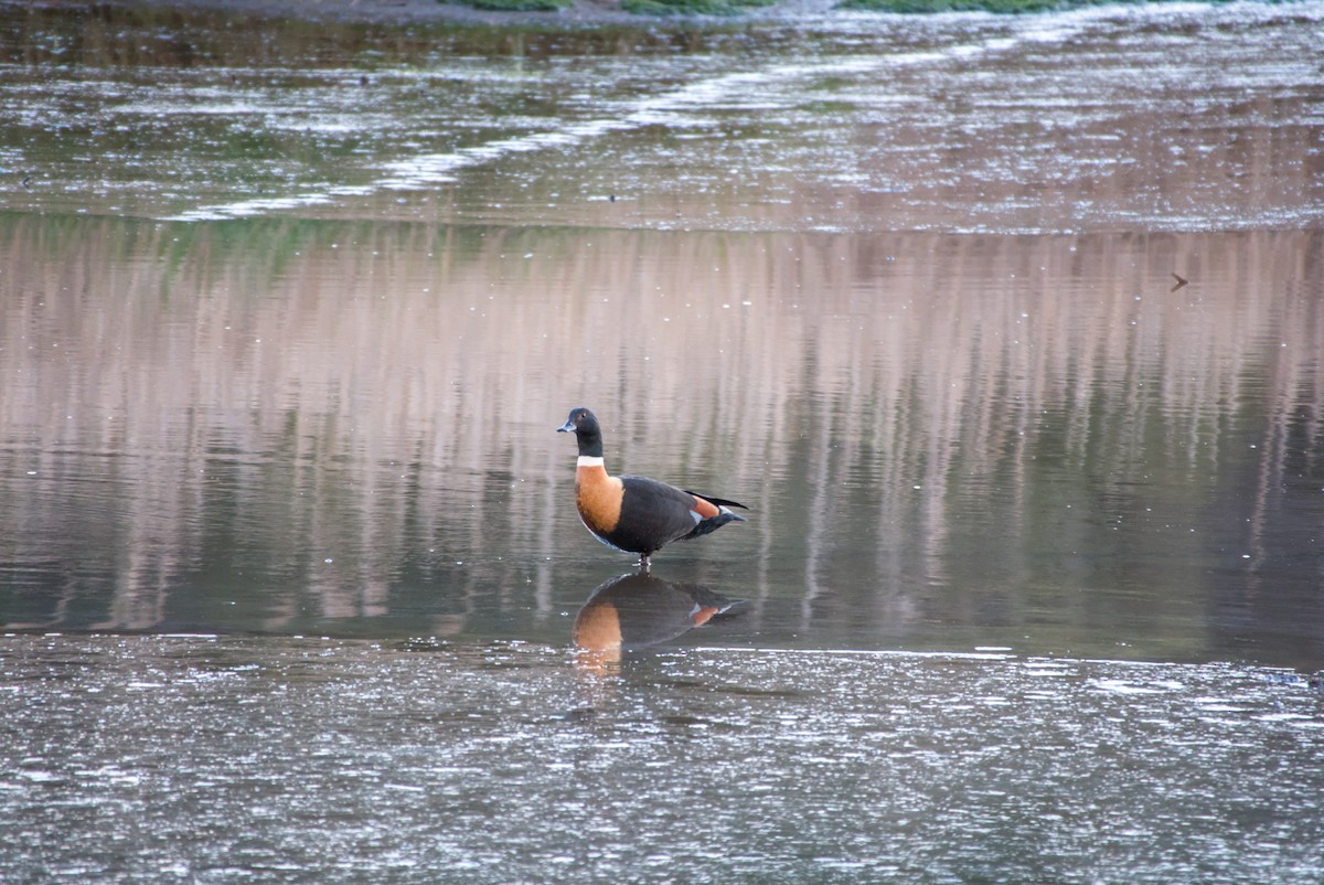 Australian Shelduck - ML643694701