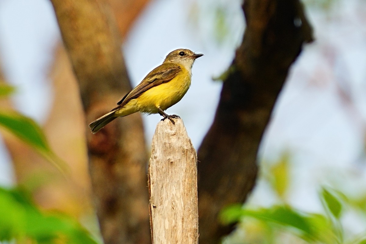 Lemon-bellied Flyrobin - ML643694703