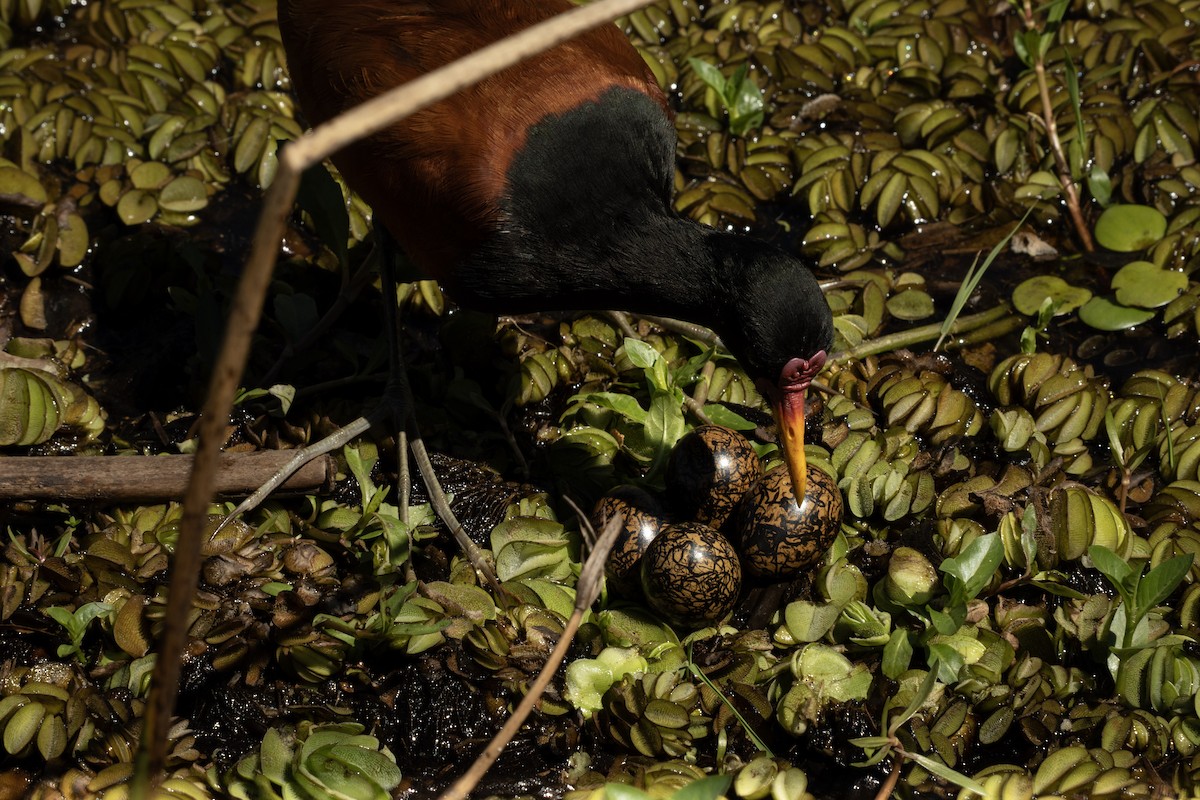 Wattled Jacana - ML643694704