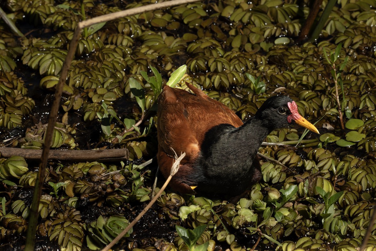 Wattled Jacana - ML643694705