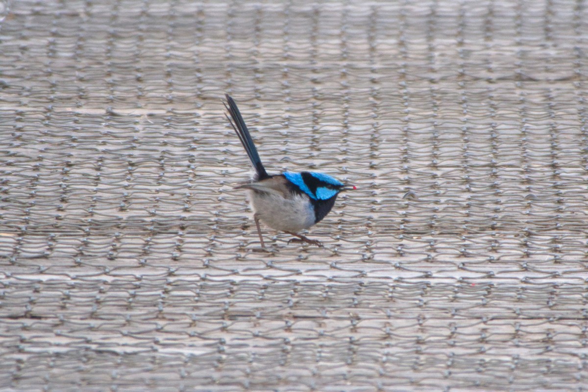 Superb Fairywren - ML643694707