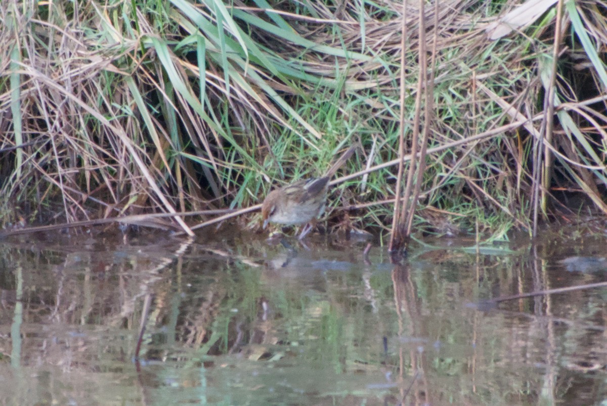 Little Grassbird - ML643694714