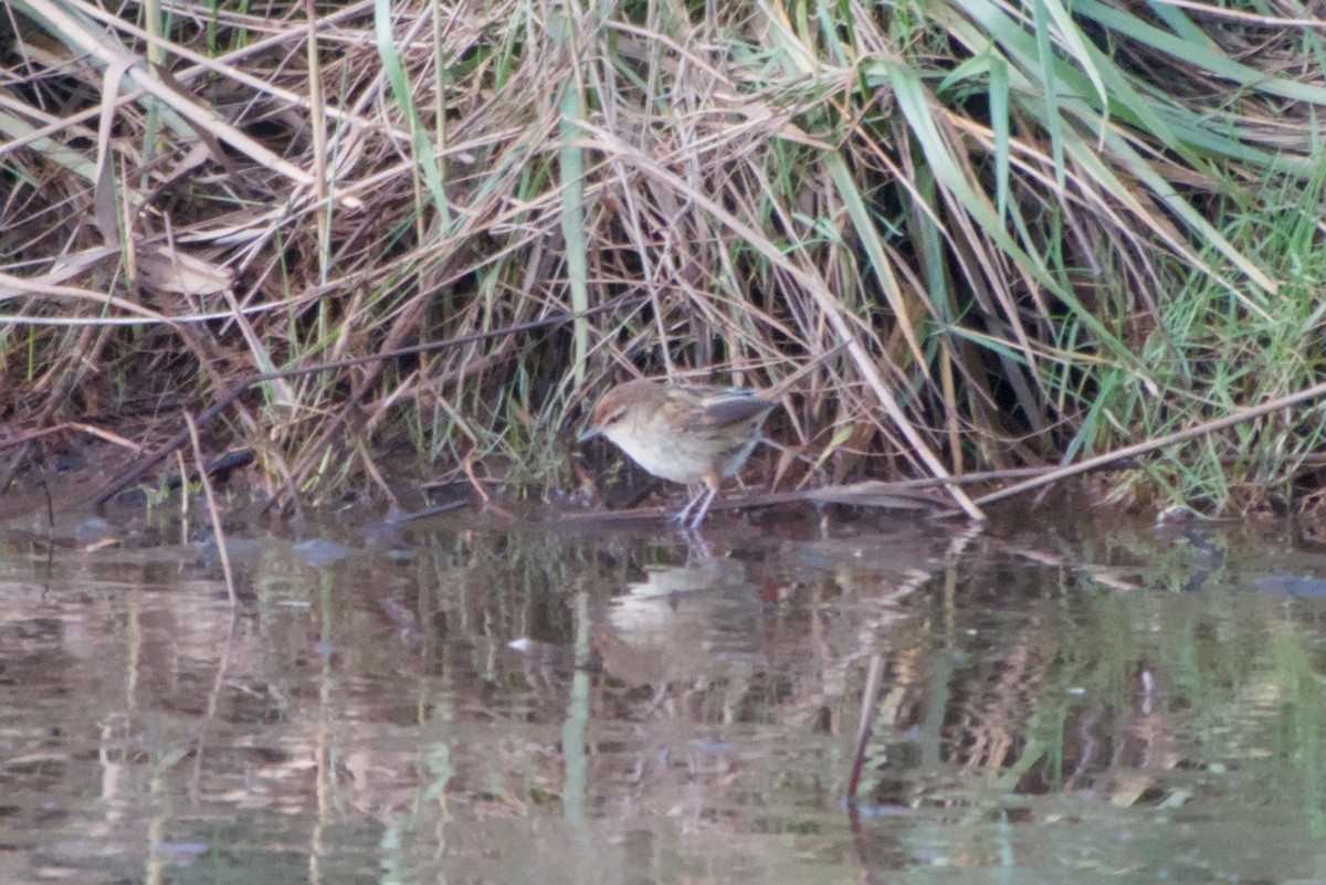Little Grassbird - ML643694715