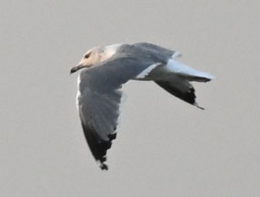 Möwe, unbestimmt - ML643694726