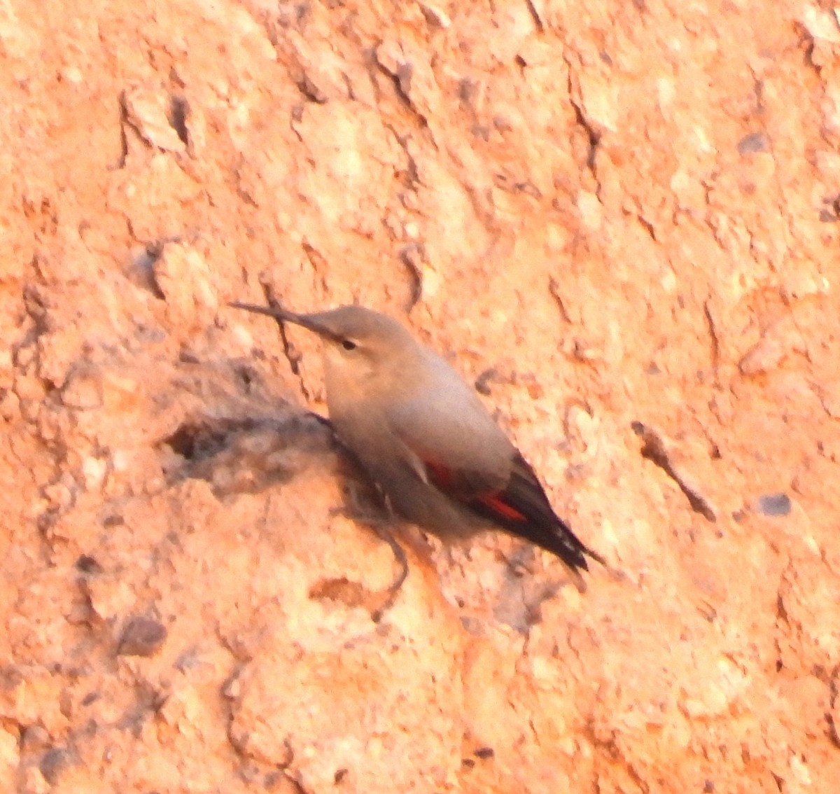 Wallcreeper - ML643694733