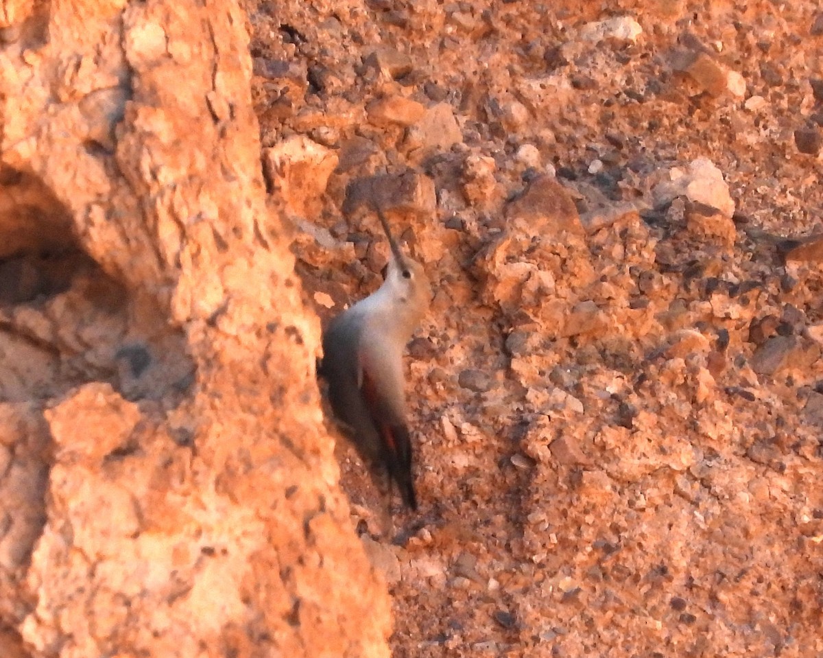 Wallcreeper - ML643694734