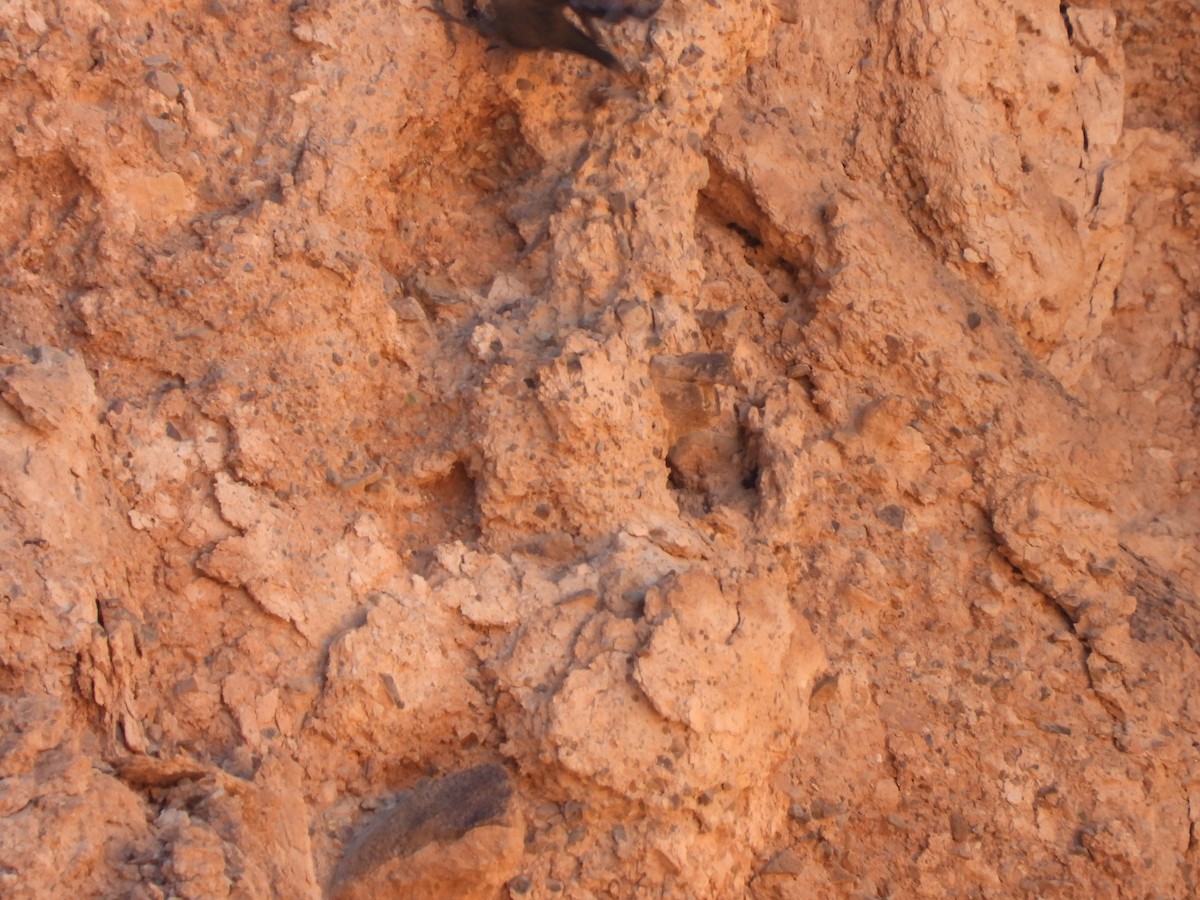 Wallcreeper - ML643694736