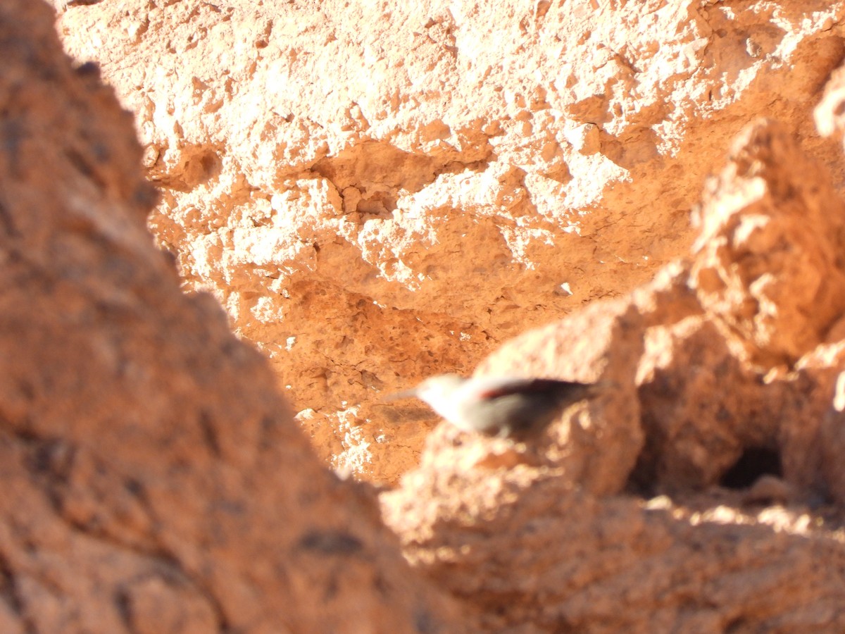Wallcreeper - ML643694737