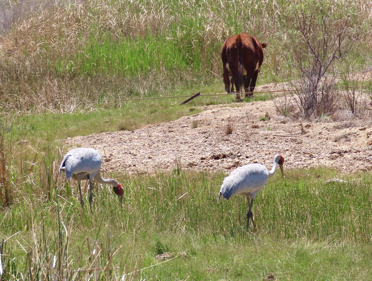 Brolga - ML643694746