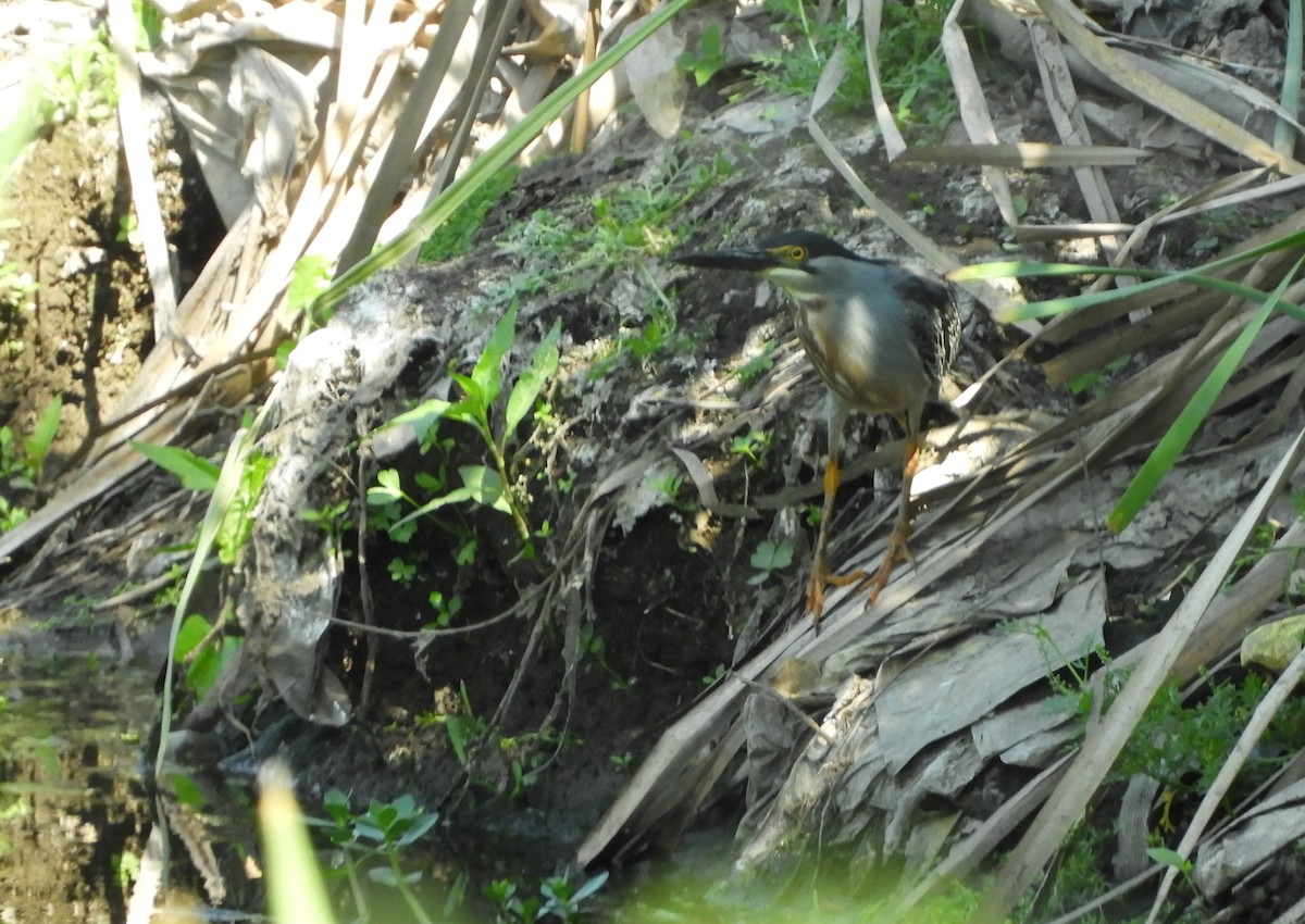 Striated Heron - ML643694753