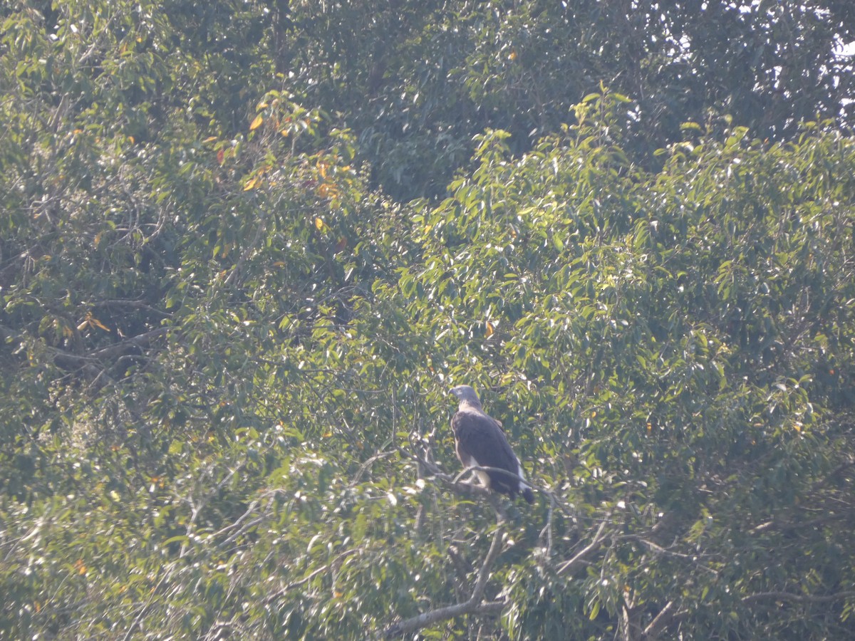 Gray-headed Fish-Eagle - ML643694766