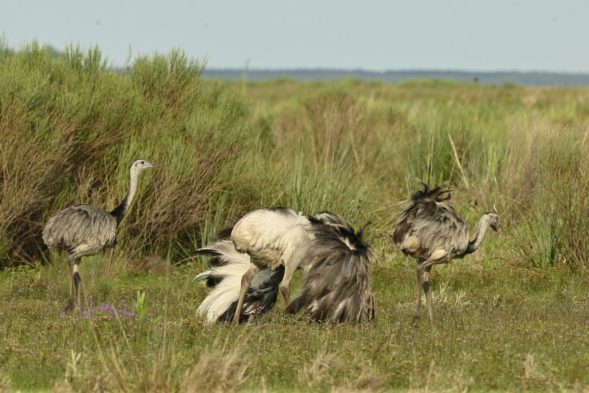 nandu pampový - ML643694767