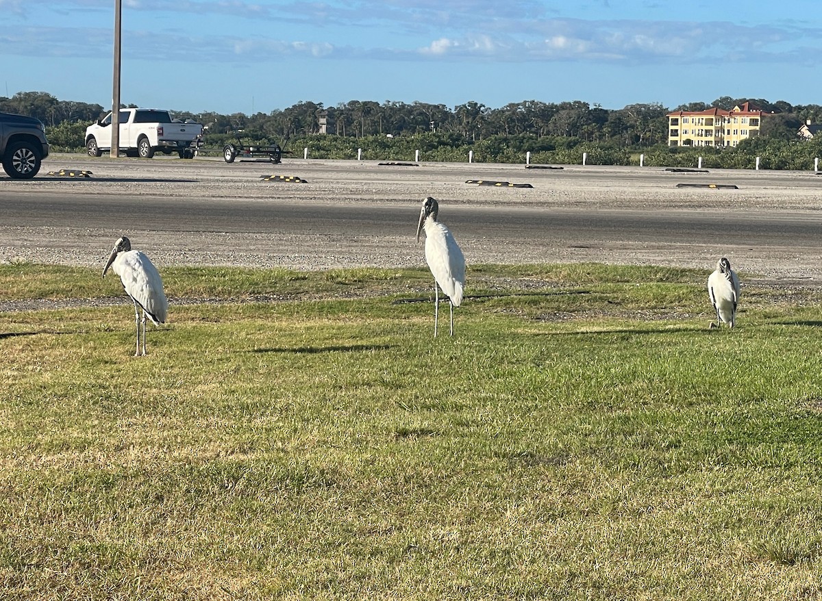 Wood Stork - ML643694769