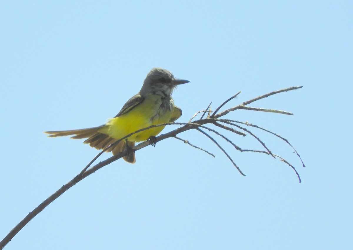 Tropical Kingbird - ML643694787