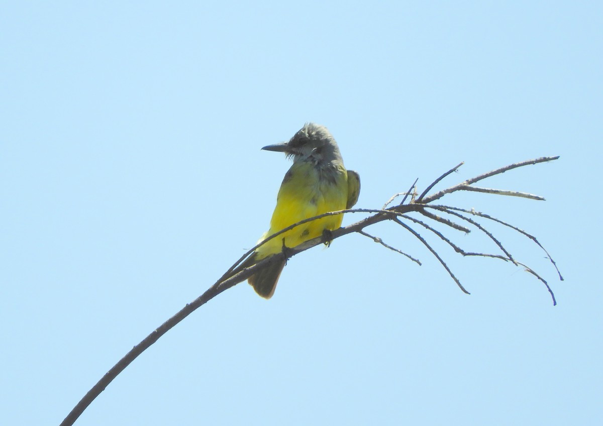 Tropical Kingbird - ML643694788