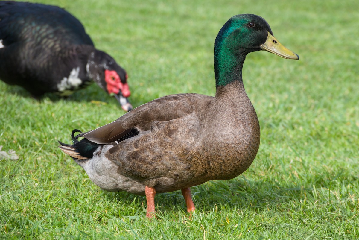 Mallard (Domestic type) - ML643694804