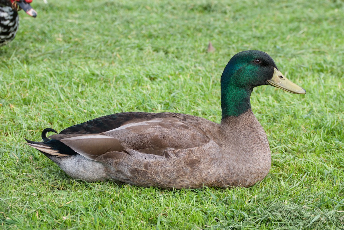 Mallard (Domestic type) - ML643694805