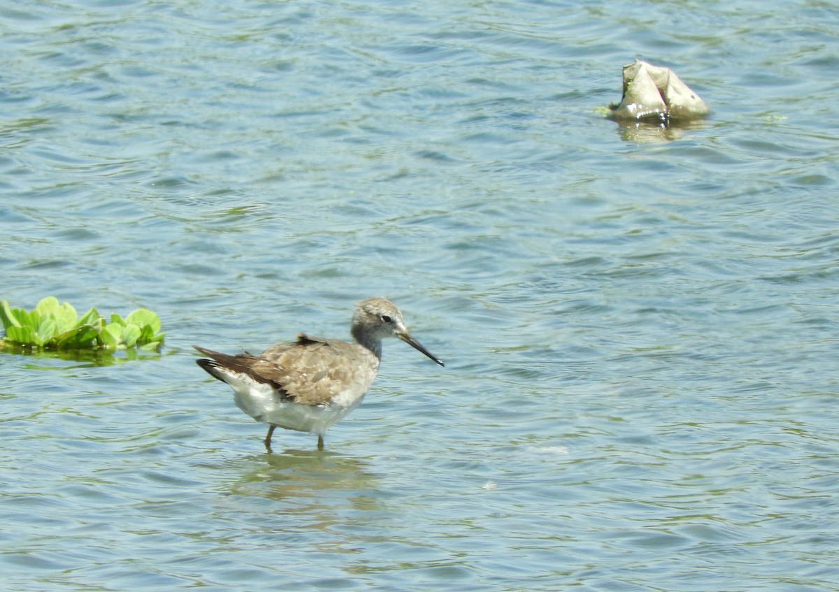 Greater Yellowlegs - ML643694813