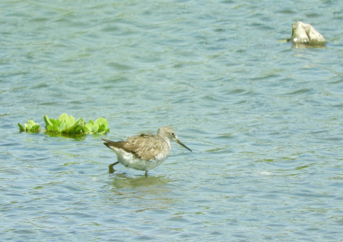 Greater Yellowlegs - ML643694814