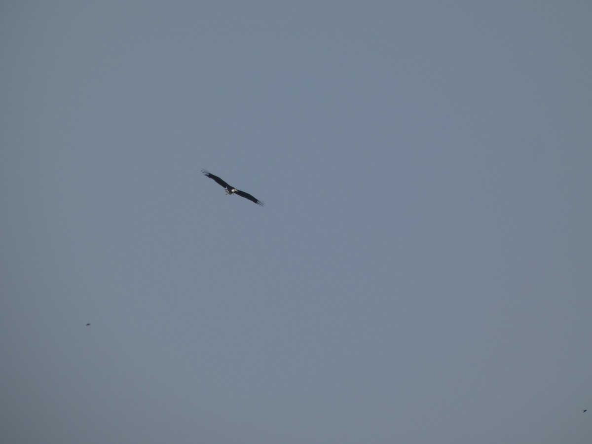 Asian Woolly-necked Stork - ML643694815