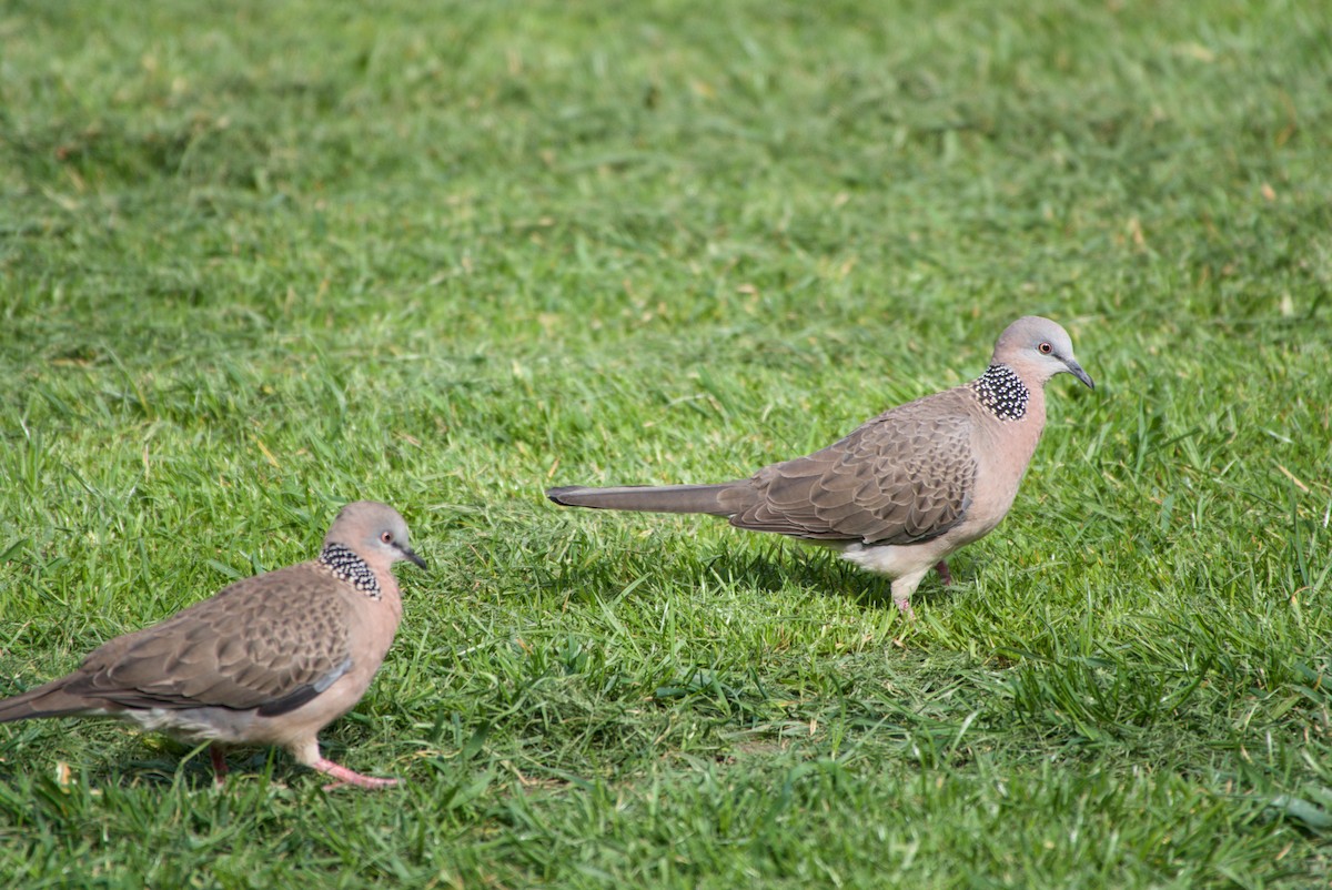 Spotted Dove - ML643694816