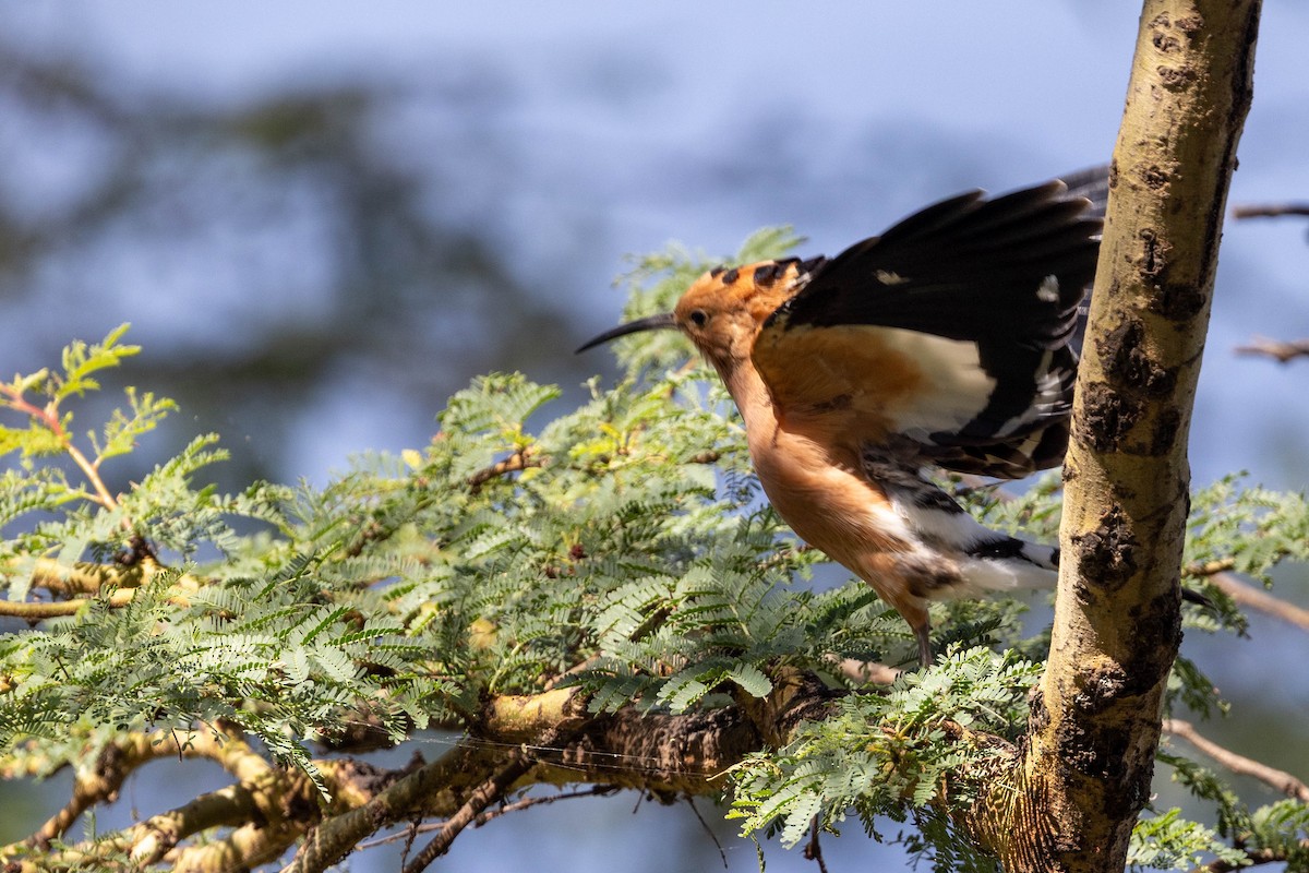 Eurasian Hoopoe - ML643694818