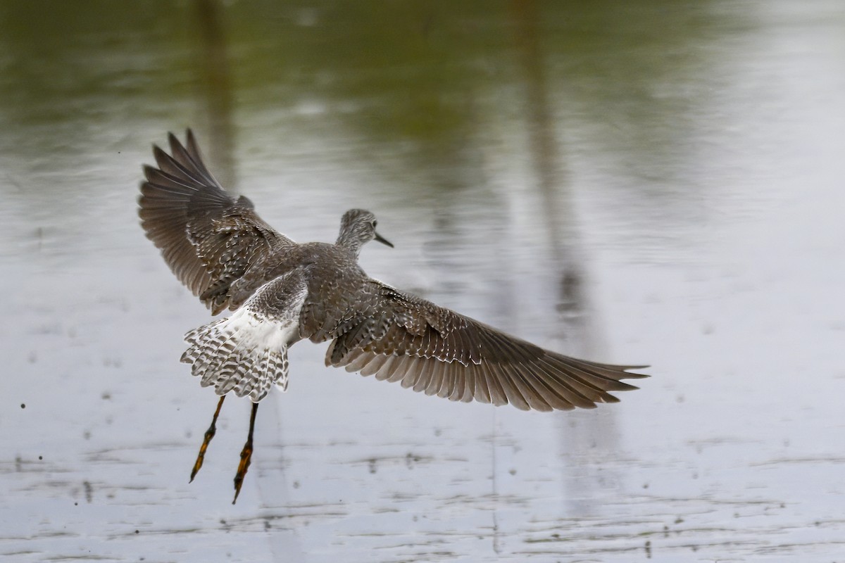 Greater Yellowlegs - ML643694819