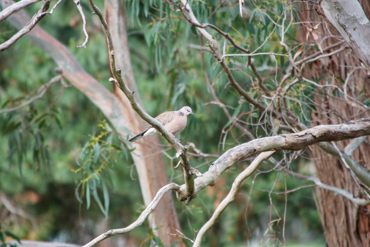 Spotted Dove - ML643694820