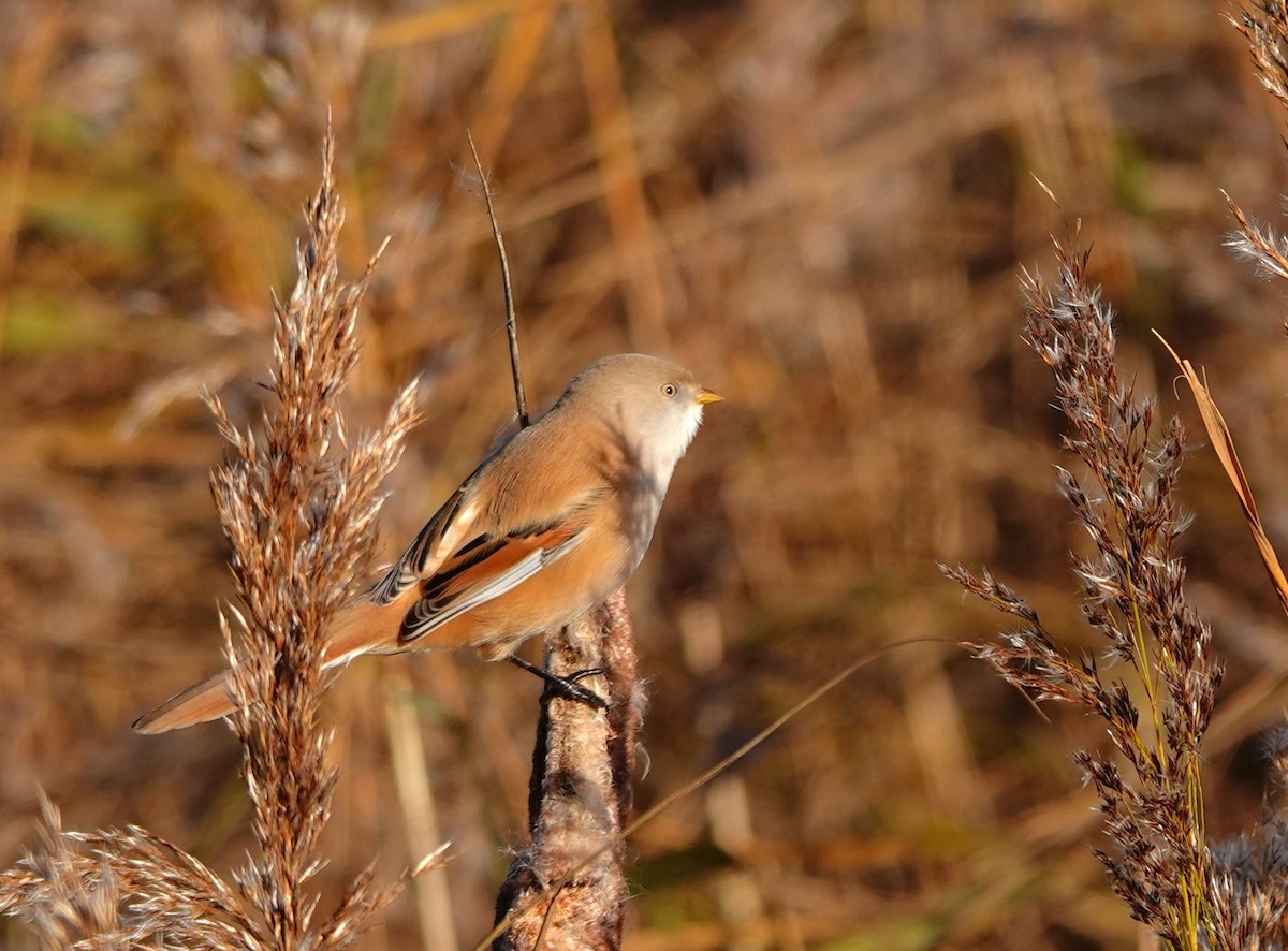 Bearded Reedling - ML643694821