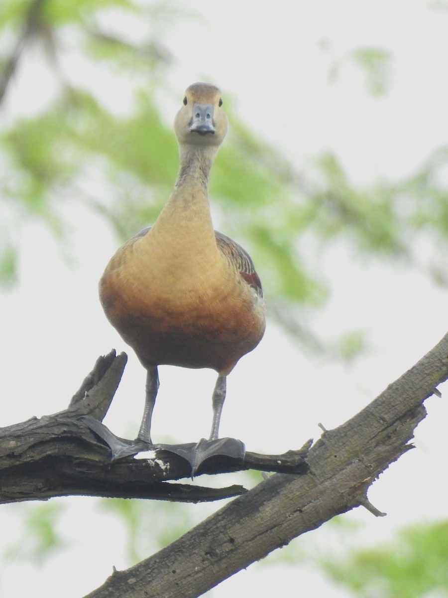 Lesser Whistling-Duck - ML643694822