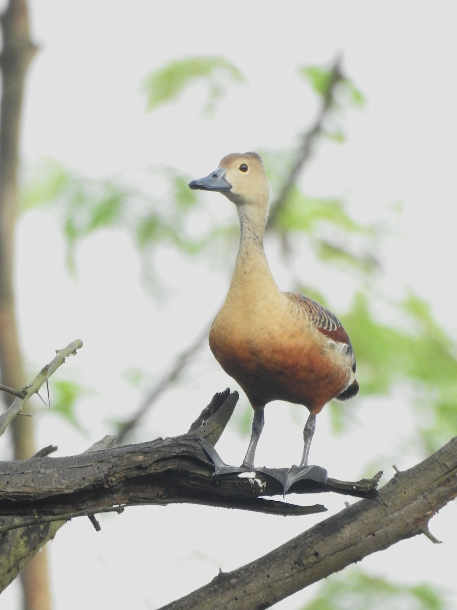 Lesser Whistling-Duck - ML643694823