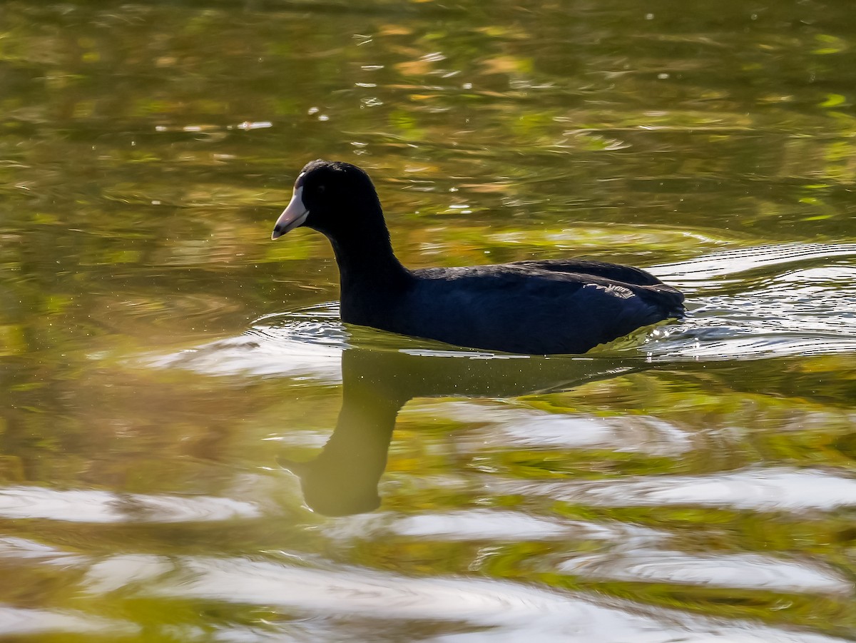 American Coot - ML643694824
