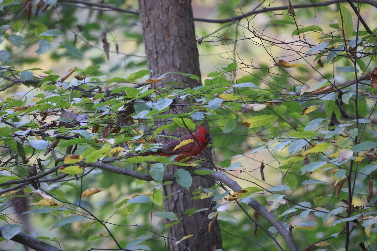 Northern Cardinal - ML643694826