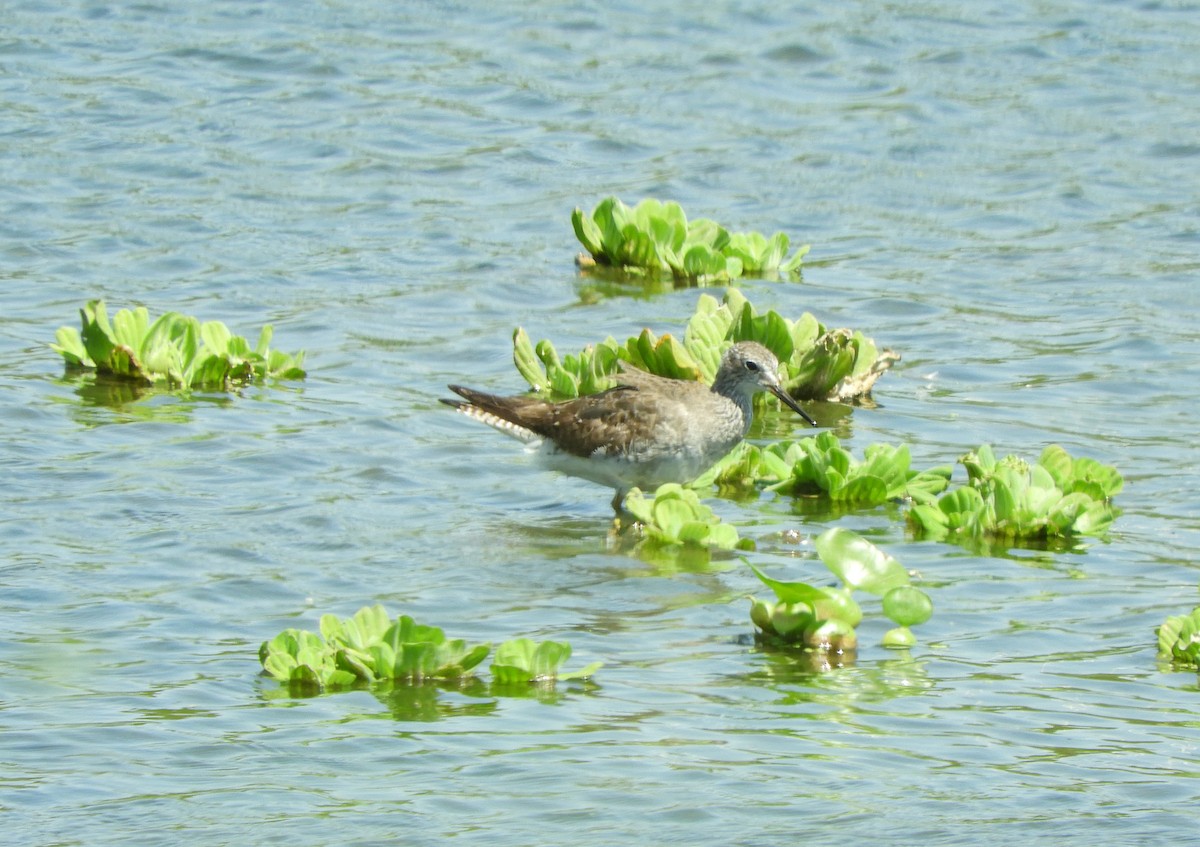 Lesser Yellowlegs - ML643694827