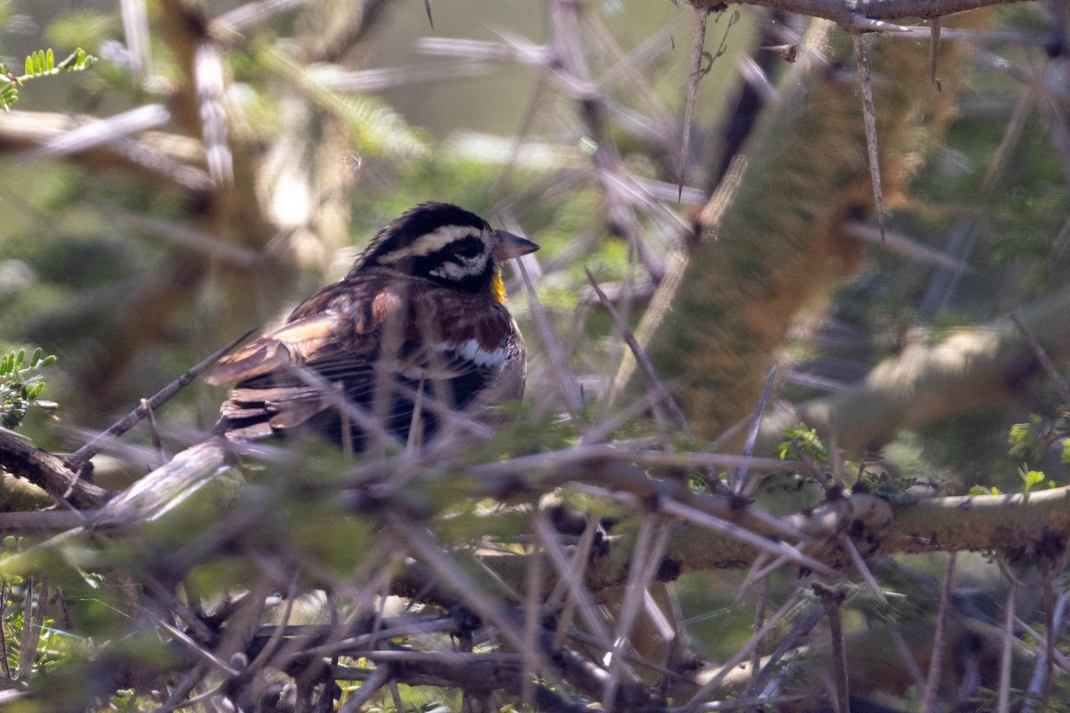 Golden-breasted Bunting - ML643694828